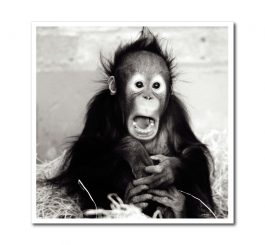 Chimp Blank Photo Card