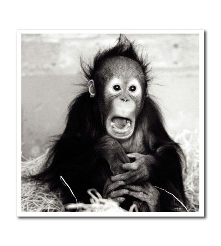 Chimp Blank Photo Card