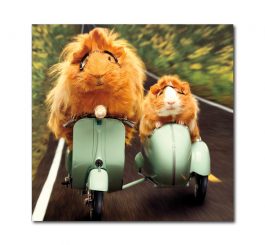 Guinea Pigs Blank Photo Card