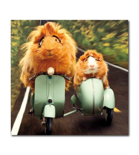 Guinea Pigs Blank Photo Card