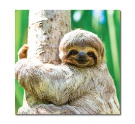 Sloth Card