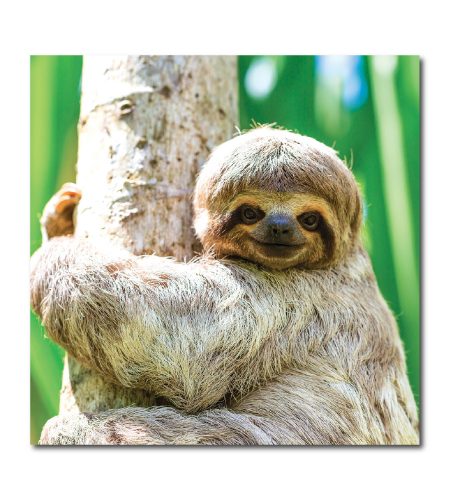 Sloth Card