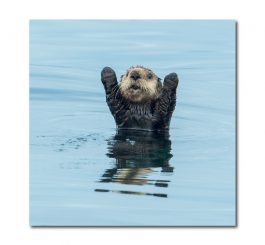 Otter card