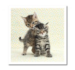 Kittens card
