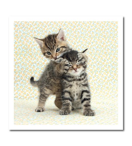 Kittens card