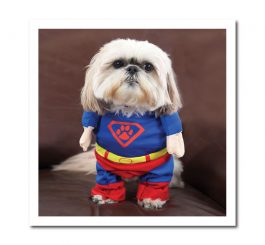 SuperDog Card